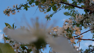 Tree white flowers green leaves 2 - white flower free wallpaper
