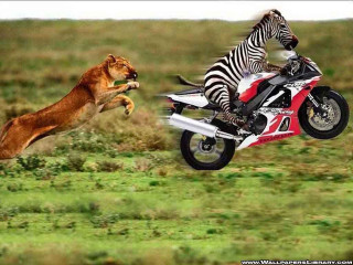 Zebra motorcycle grass lion back - a zebra free wallpaper