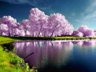 Lake blooming trees blue sky - cloud above free wallpaper