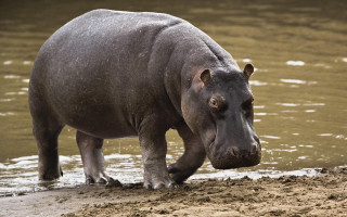 Hippo standing water mud dirt 4 - amédée ozenfant free wallpaper