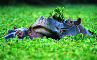 Hippos grass plant head laying - a plant free wallpaper