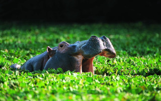 Hippo laying grass head mouth - anne nasmyth free wallpaper