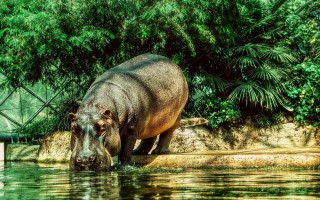 Hippo standing water fence trees - a sign free wallpaper for desktop