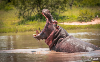 Hippopotamus water mouth open bird - its mouth free wallpaper for desktop