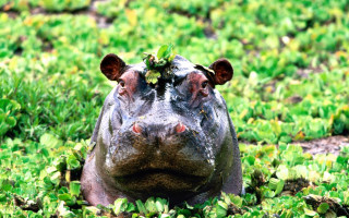 Hippo leaf nose grass green - its nose free wallpaper