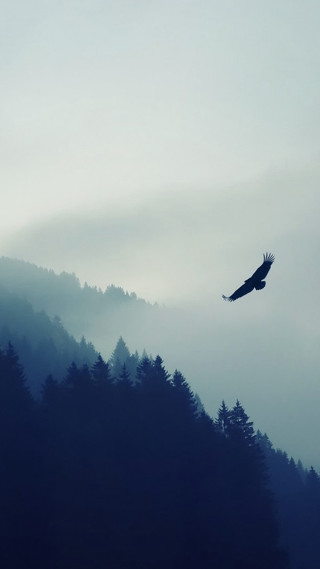 Bird flying forest fog mist - a matte painting free wallpaper for mobile