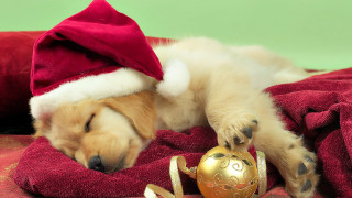 Puppy sleeping blanket christmas ornament 2 - a santa hat free wallpaper
