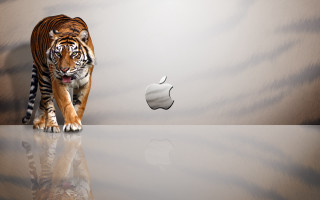 Tiger walking shiny surface apple - shiny free wallpaper