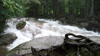 Hudson river forest rocks trunk - tree trunk free wallpaper