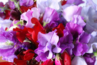 Purple red flowers vase tabletop - free flowers wallpaper