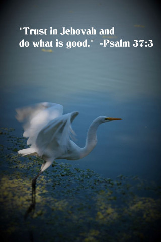 White bird over water bible - a stock photo free wallpaper for mobile