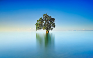 Lone tree water reflection solitude - alone free wallpaper