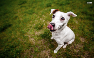 White dog tongue out grass - a white dog free wallpaper