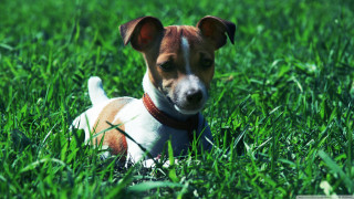 Small dog grass sad look - a small dog free wallpaper