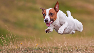 Dog running field frisbee mouth - mouth open free wallpaper