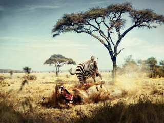 Zebra laying grass dead animal - a zebra free wallpaper