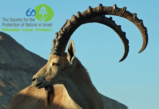 Goat large horns mountain logo - a mountain side free wallpaper