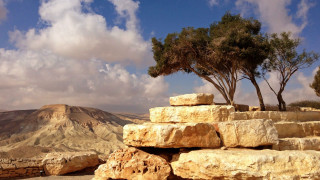 Tree growing on top rock - bracha l. ettinger free wallpaper