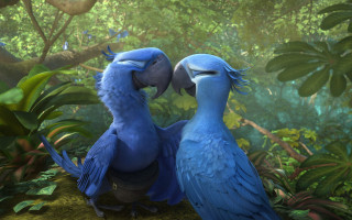 Two blue birds sitting in - their beak free wallpaper