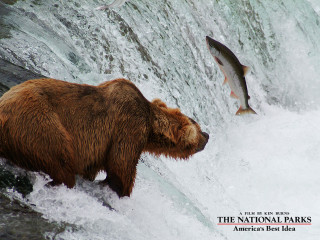 Bear fish flying rushing water - a bear free wallpaper