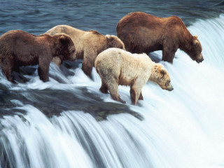 Three bears walking waterfall in - a waterfall free wallpaper