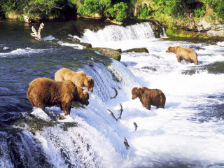 Bears waterfall fishing group swimming - fish free wallpaper