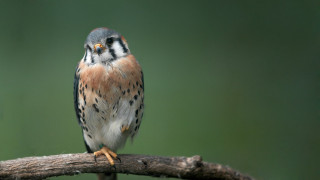 Bird branch green background blurry - a blurry background behind free wallpaper