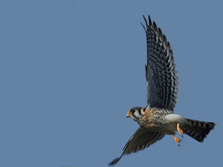 Bird flying air wings spread 7 - wing free wallpaper