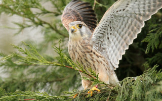 Hawk perched branch tree wings - a branch of a tree free wallpaper
