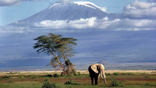 Elephant field mountain clouds tree - an elephant free wallpaper
