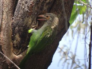 Bird tree head stuck mouth - its head free wallpaper