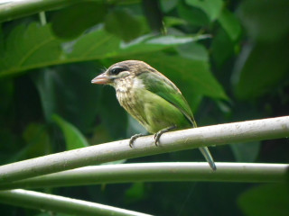 Small bird perched bamboo branch - ceferí olivé free wallpaper