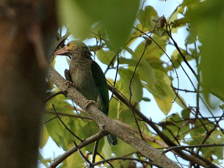 Bird branch tree leaves blue - hurufiyya free wallpaper