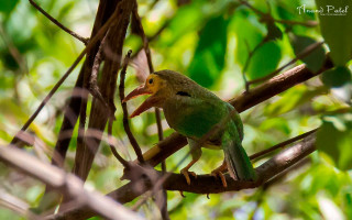 Bird sitting branch yellow beak - primitivism free wallpaper for desktop