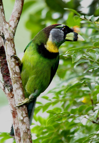 Green bird yellow beak black - free bird wallpaper for mobile
