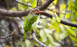 Green bird perched branch tree - a green bird free wallpaper