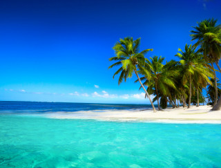 Tropical beach palm trees clear - a tropical beach free wallpaper