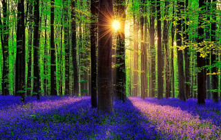 Forest purple flowers sunlight trees - backlight free wallpaper