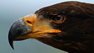 Bird prey closeup yellow beak 2 - prey free wallpaper
