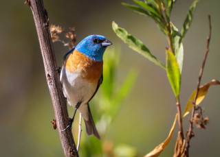 Blue orange bird branch leaves - cloisonnism free wallpaper