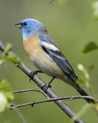 Blue bird perched branch tree 2 - free bird wallpaper for mobile