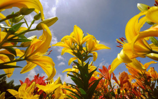 Yellow flowers blue sky clouds 7 - the sky above them free wallpaper