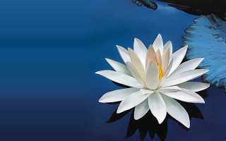 White flower floating water blue - a large bird free wallpaper for desktop