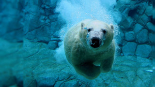 Polar bear swimming water rocks 3 - the waters surface free wallpaper