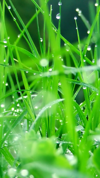 Grass water drops macro blurry 3 - grass free wallpaper for mobile