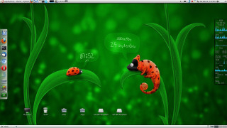 Desktop ladybug image screen side - a desktop computer screen free wallpaper