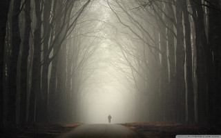 Forest fog person walking road - fog free wallpaper