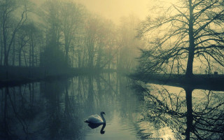 Swan swimming lake trees foggy - magical atmosphere free wallpaper
