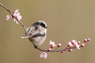 Small bird branch pink flowers 2 - a brown background behind free wallpaper