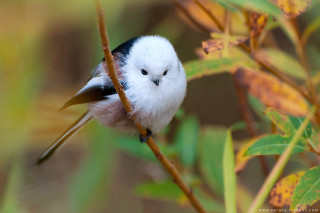 Small bird branch leaves blurry - brian snøddy free wallpaper